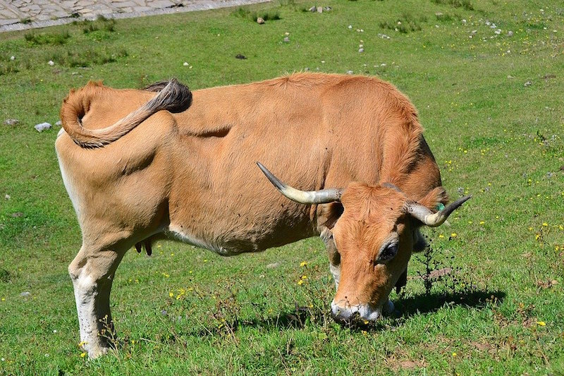 the-meaning-and-symbolism-of-the-word-ox